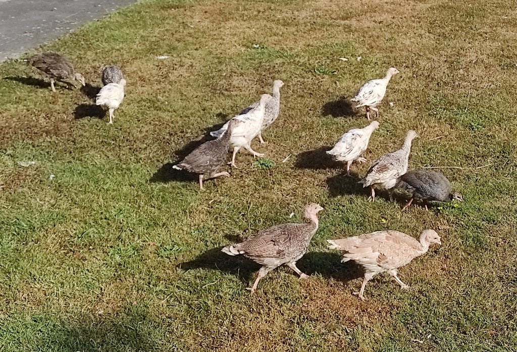 kuikens ronquirekalkoen, Dieren en Toebehoren, Pluimvee