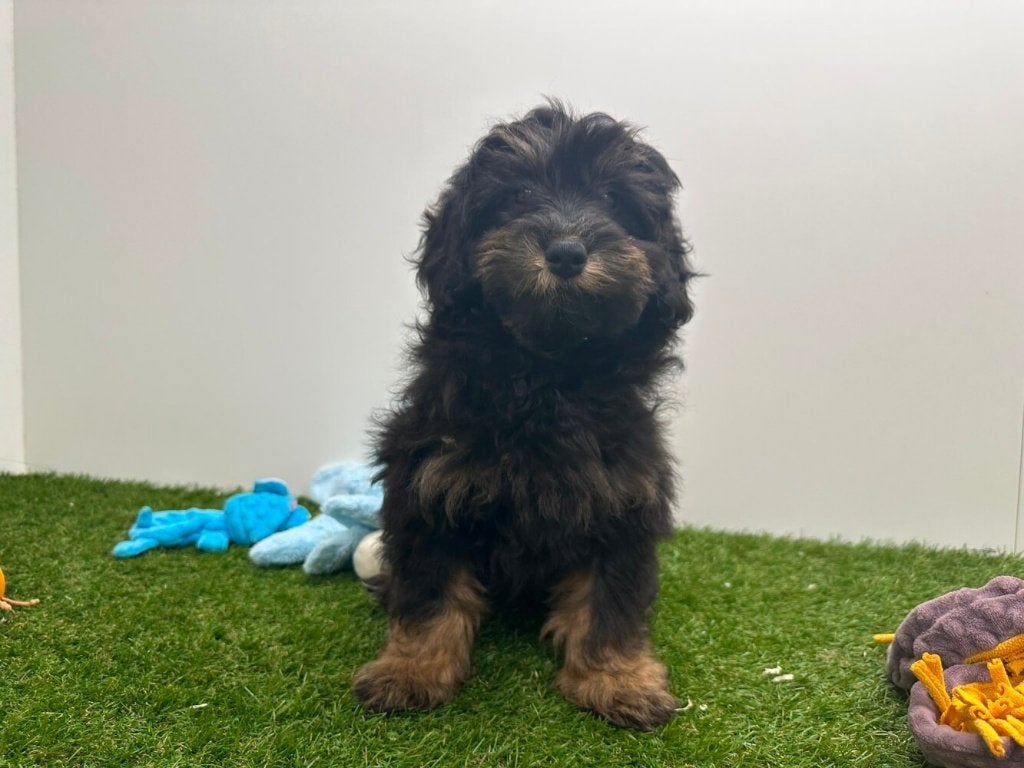 Chiots Havapoo, Hépatite contagieuse (maladie de Rubarth), Plusieurs, Belgique, Plusieurs animaux