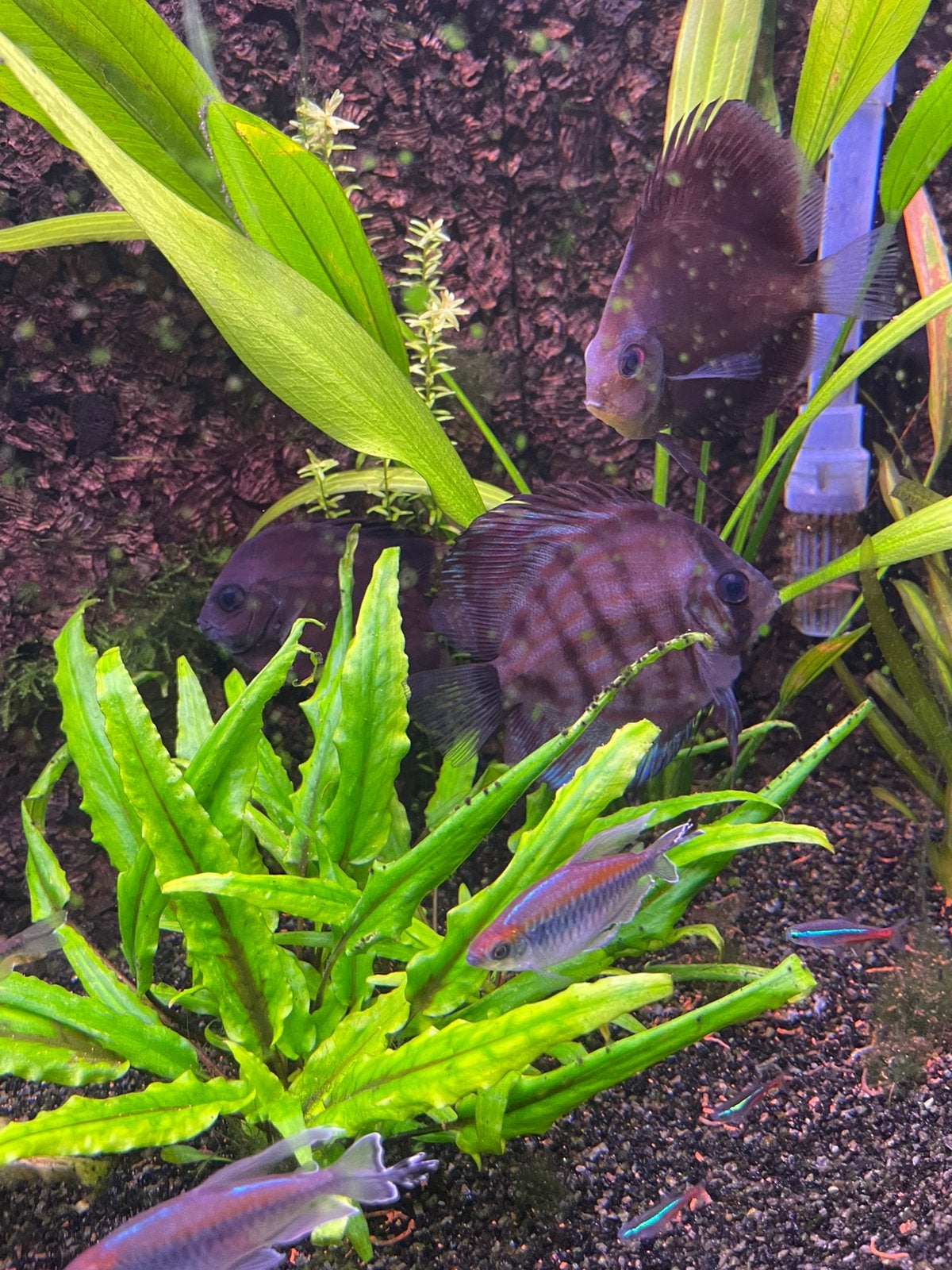 Aquarium vissen en planten, Dieren en Toebehoren