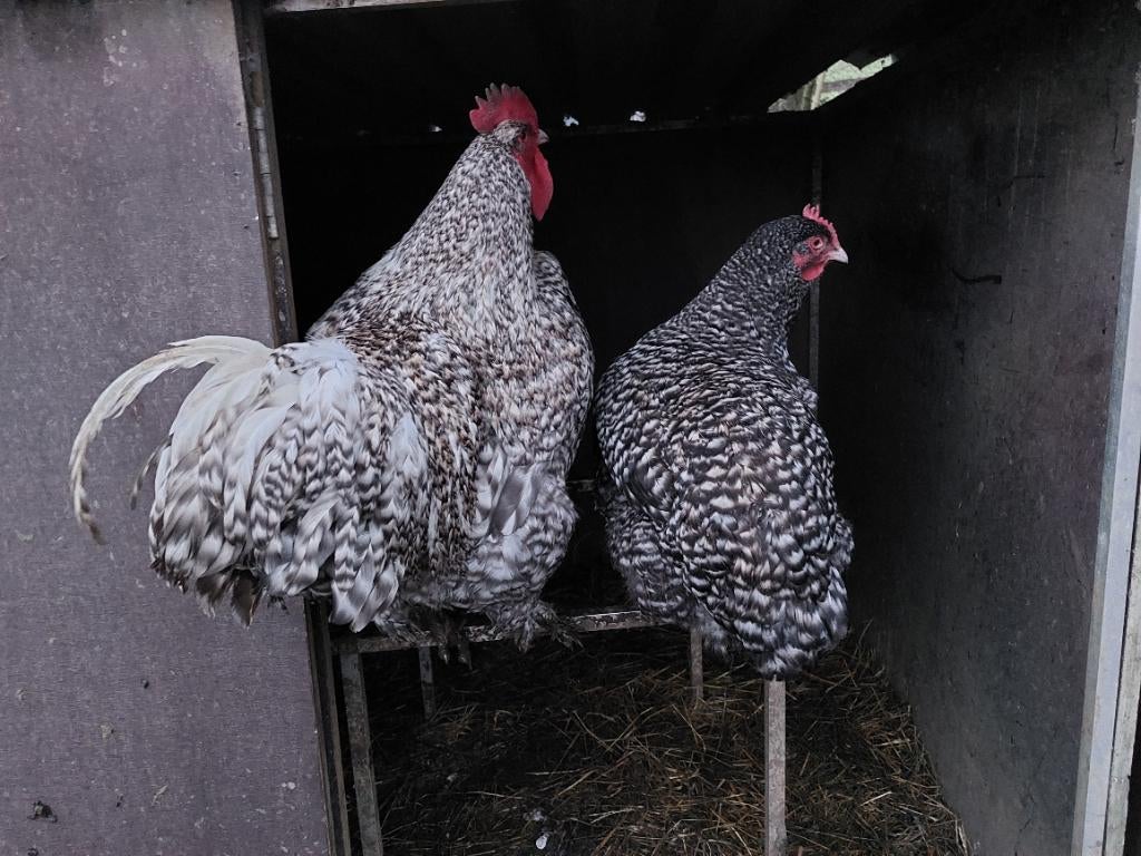 Broedeieren mechelse koekoek en poule de bresse, Dieren en Toebehoren
