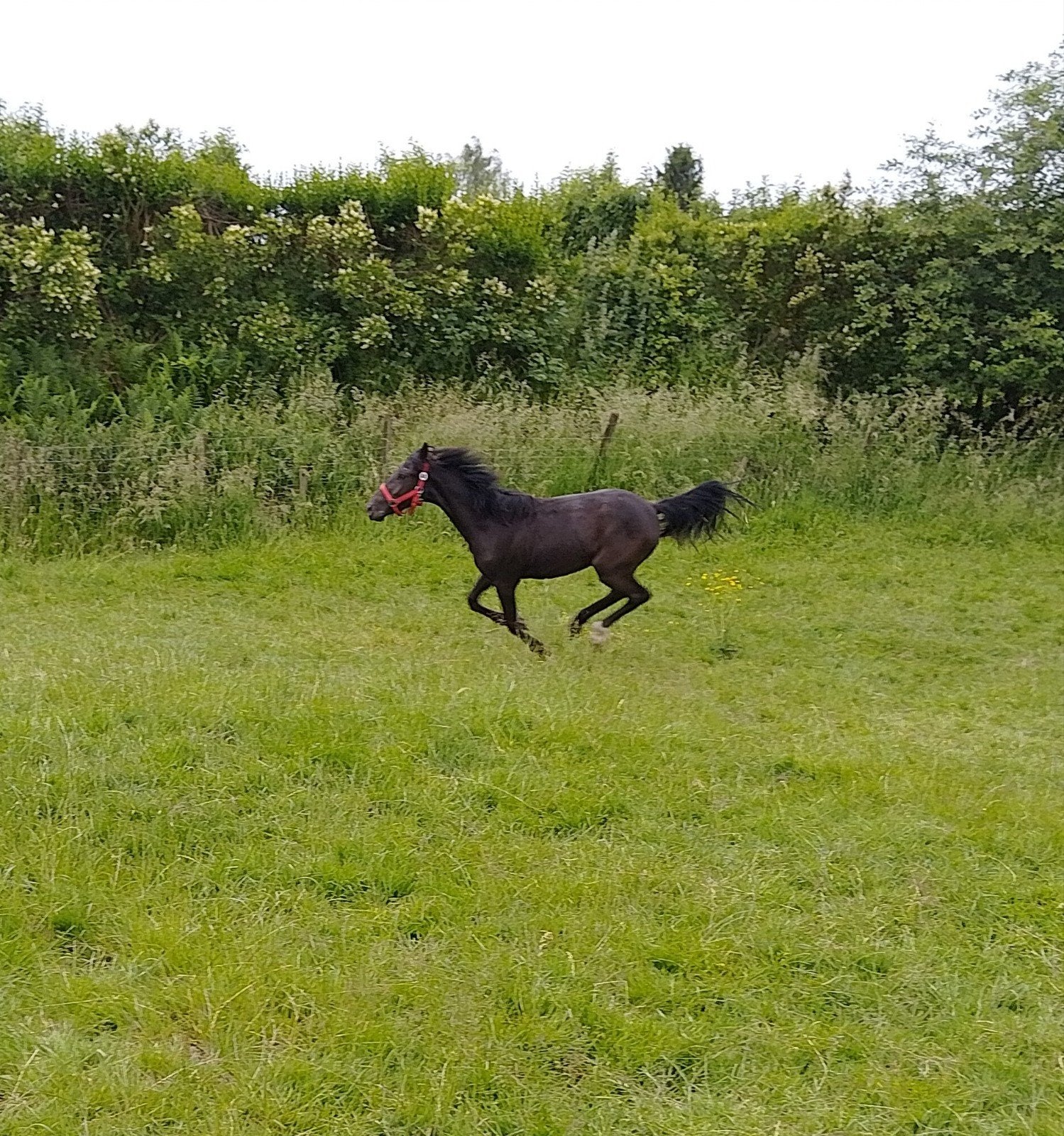Zwarte jaarling merrie, Dieren en Toebehoren, Paarden, Merrie, M