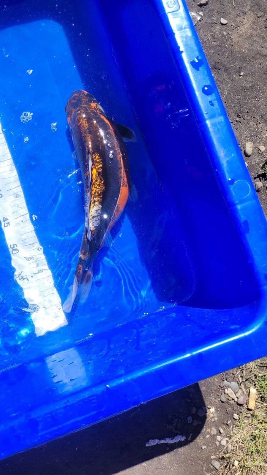 Je vends des carpes koï., Enlèvement