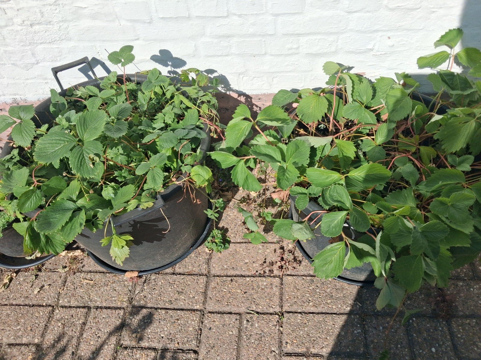 aardbeien planten, Ophalen