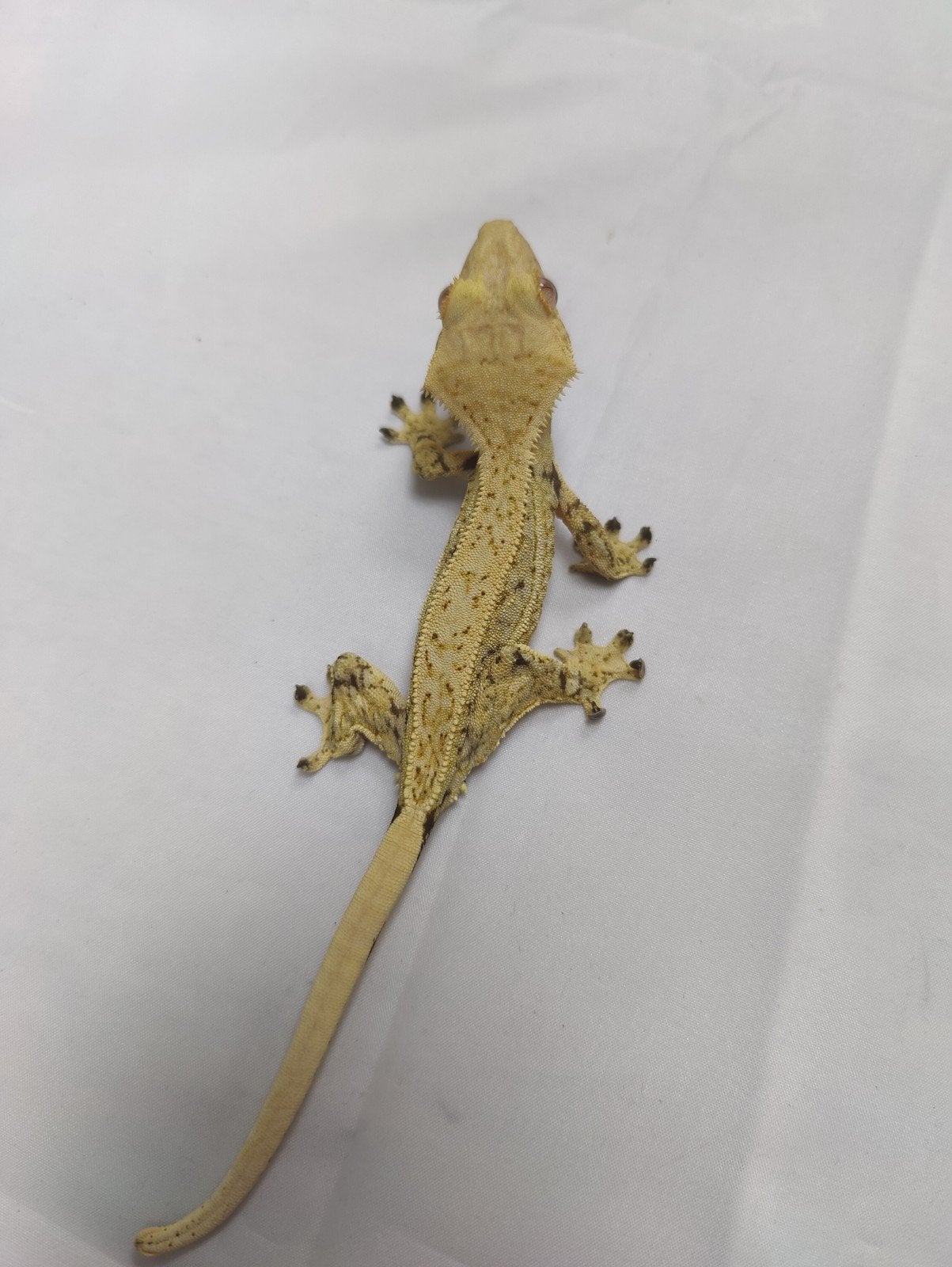full coverage wimpergekko man, Dieren en Toebehoren
