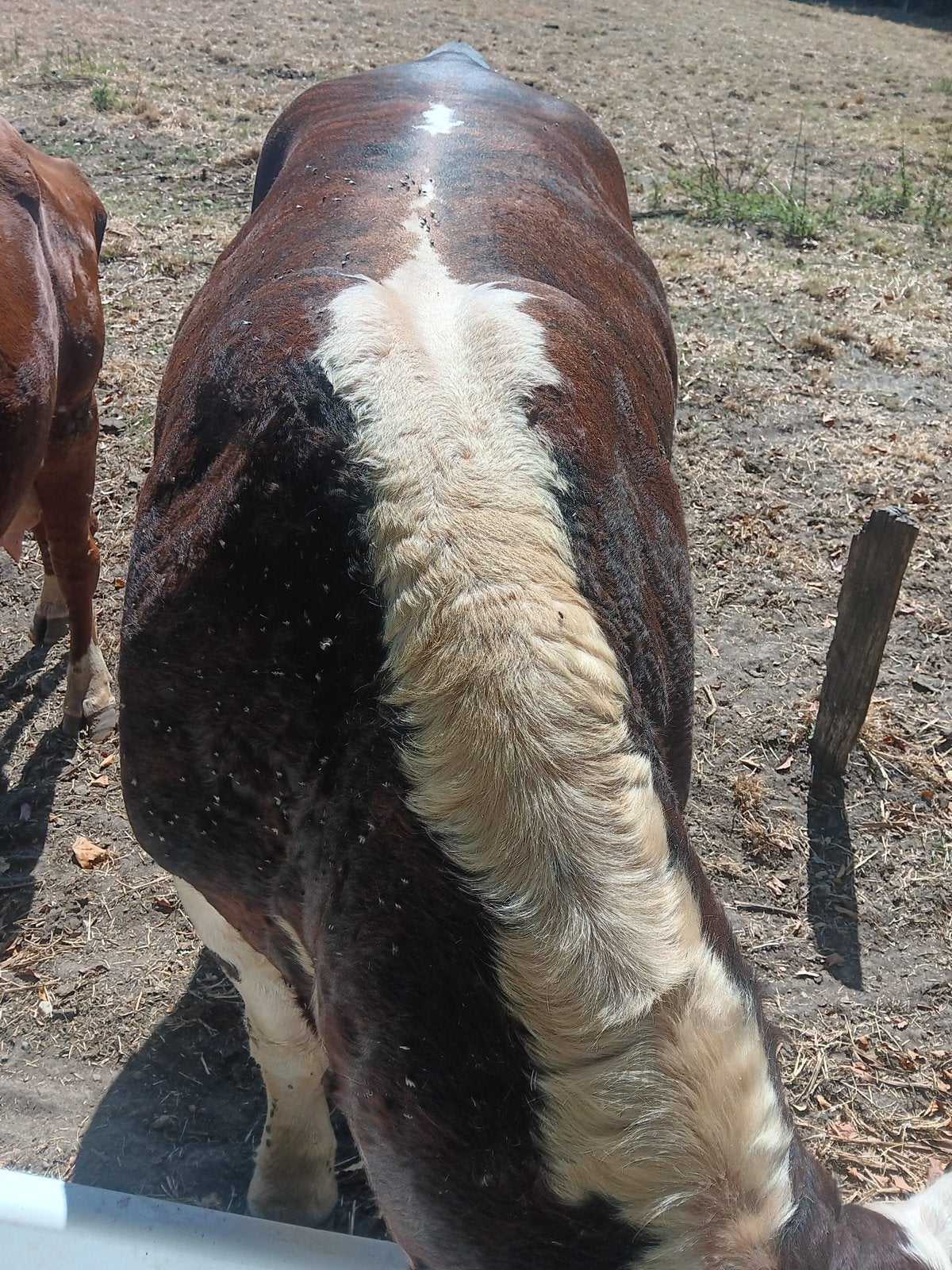 Hereford stier