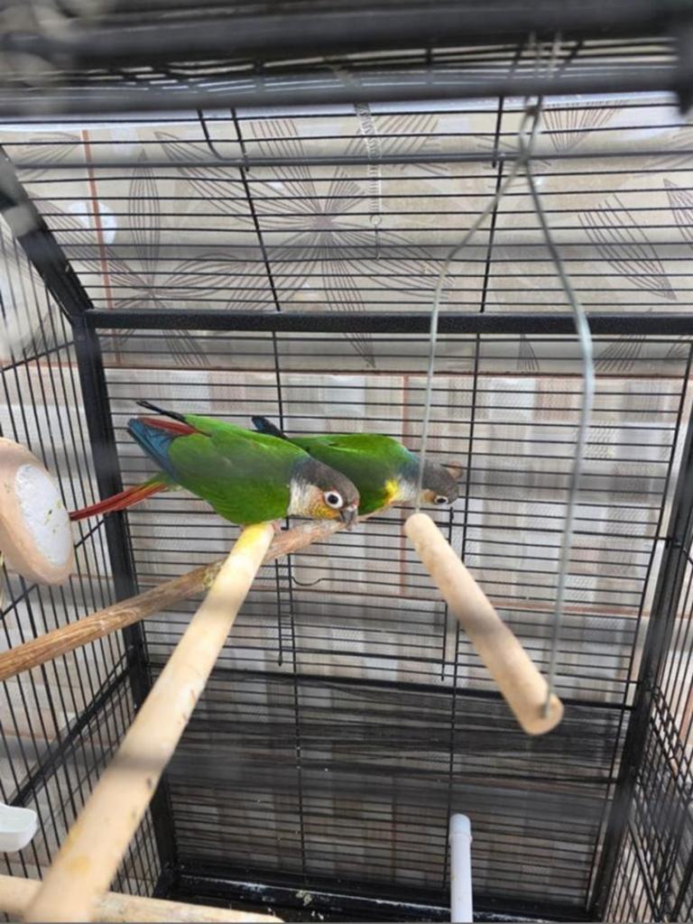 Couple Conure (Pyrrhura molinae) 2024., Animaux & Accessoires