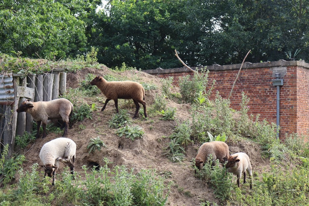 Manx Loaghtan schapen, Meerdere dieren, Schaap, 0 tot 2 jaar