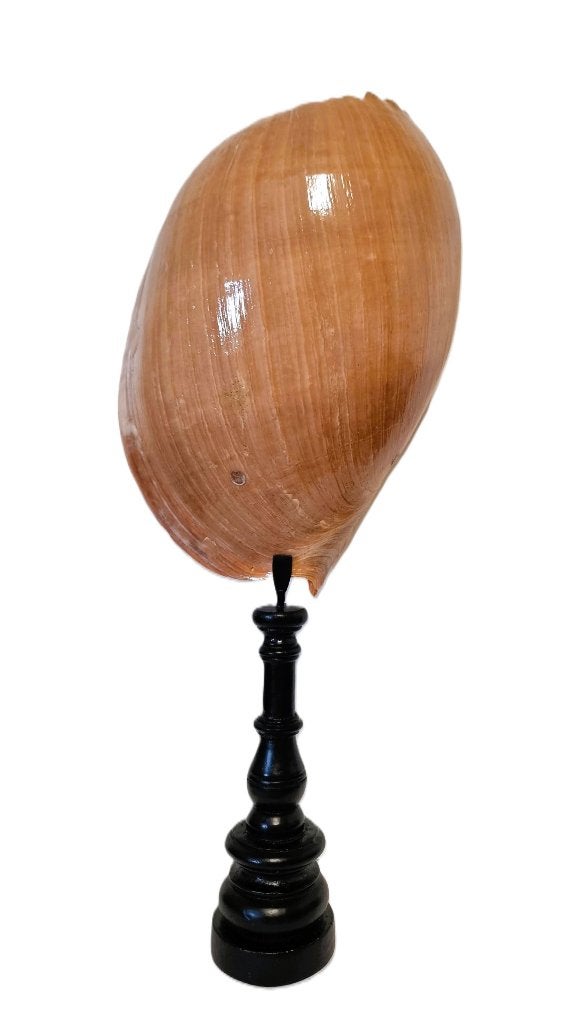 Grote Meloen Schelp + standaard., Ophalen of Verzenden