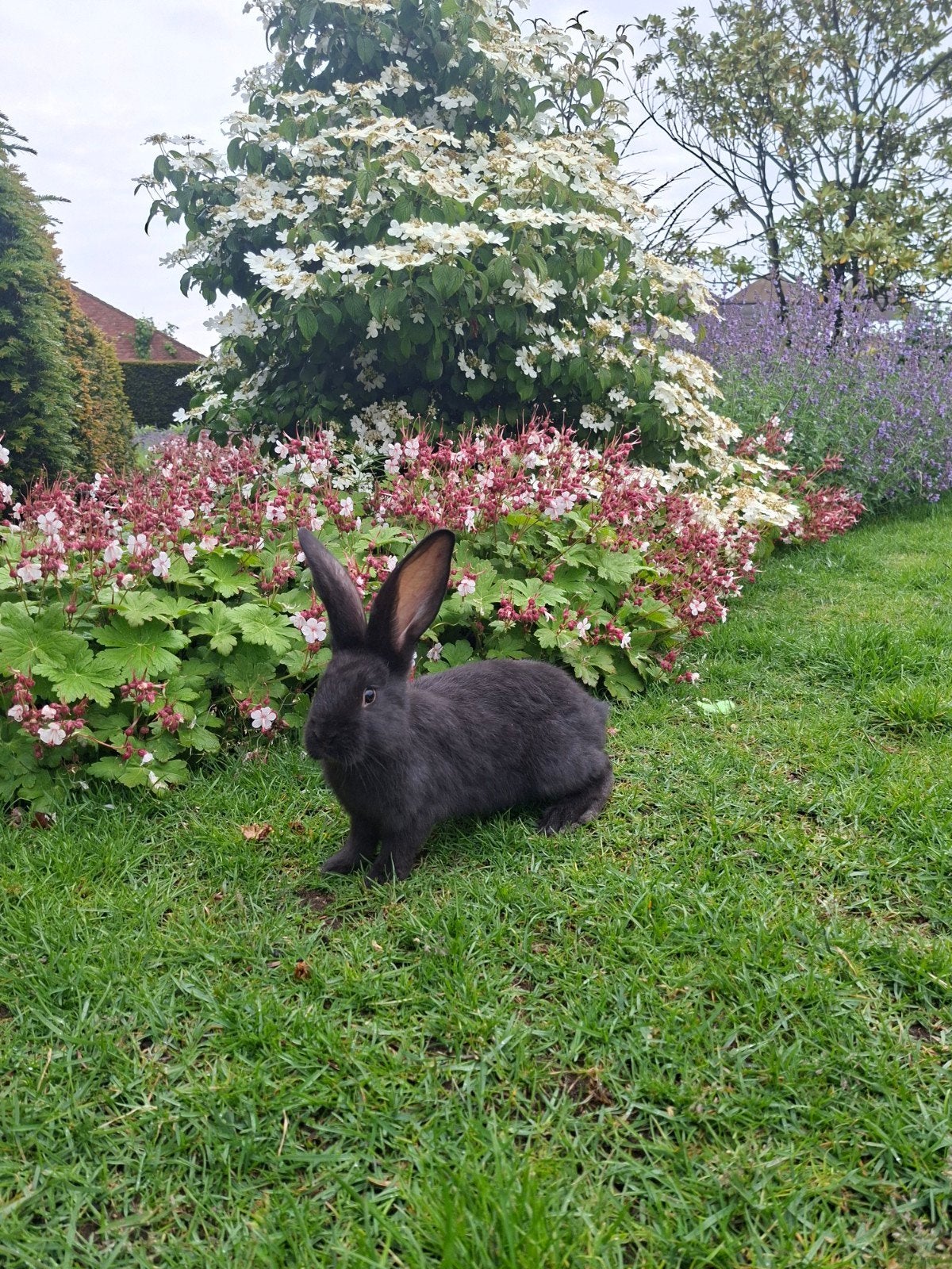 Duidse reus voedster, Animaux & Accessoires, Lapins, Grand, Femelle, 0 à 2 ans