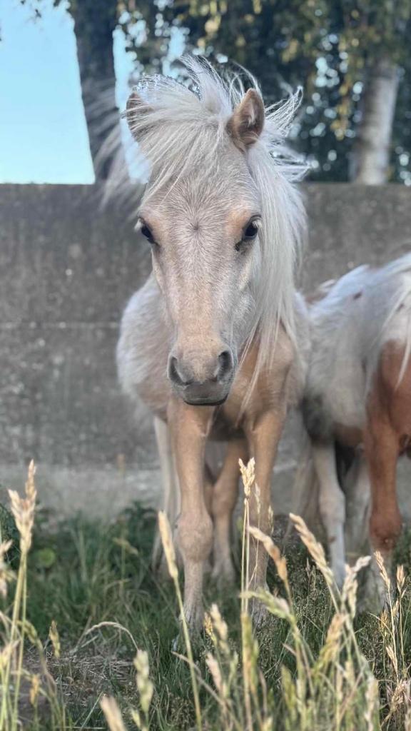 Mini paardje, Dieren en Toebehoren, Pony's