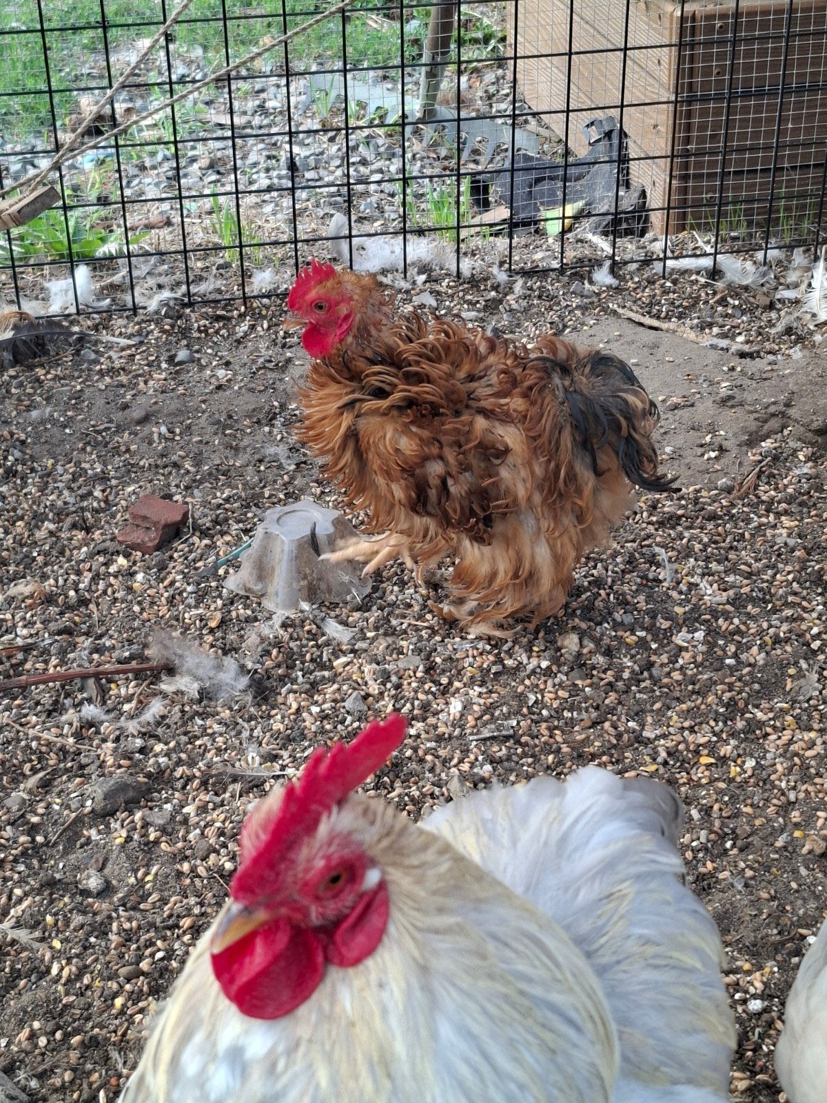 cochin haan, Mâle, Poule ou poulet