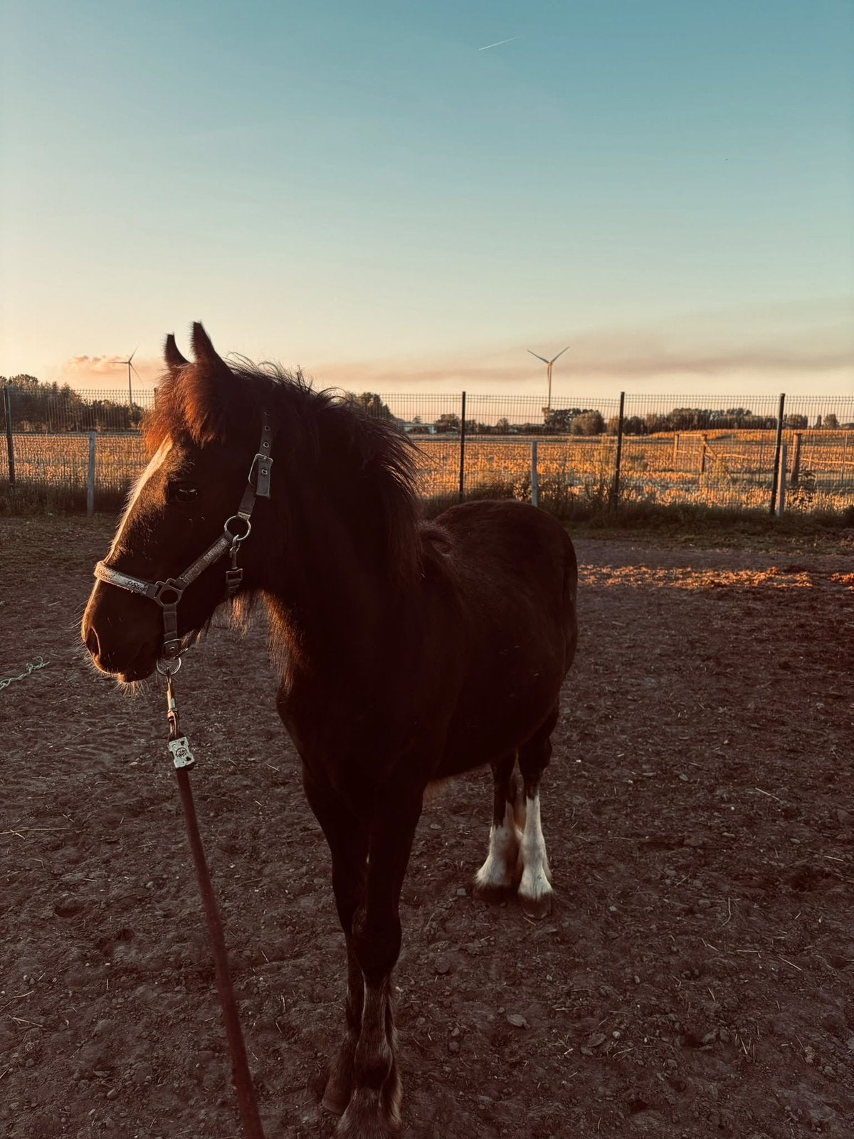 Poulain en épi irlandais à vendre, Animaux & Accessoires, Jument, Non dressé, Avec puce électronique, 0 à 2 ans