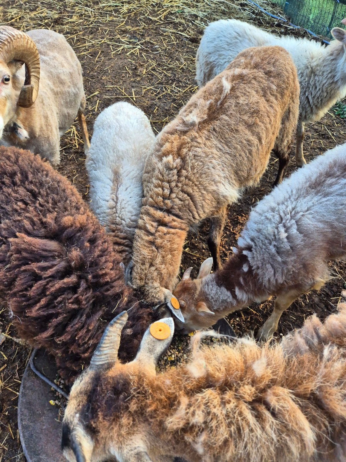 Jonge schapen, Dieren en Toebehoren