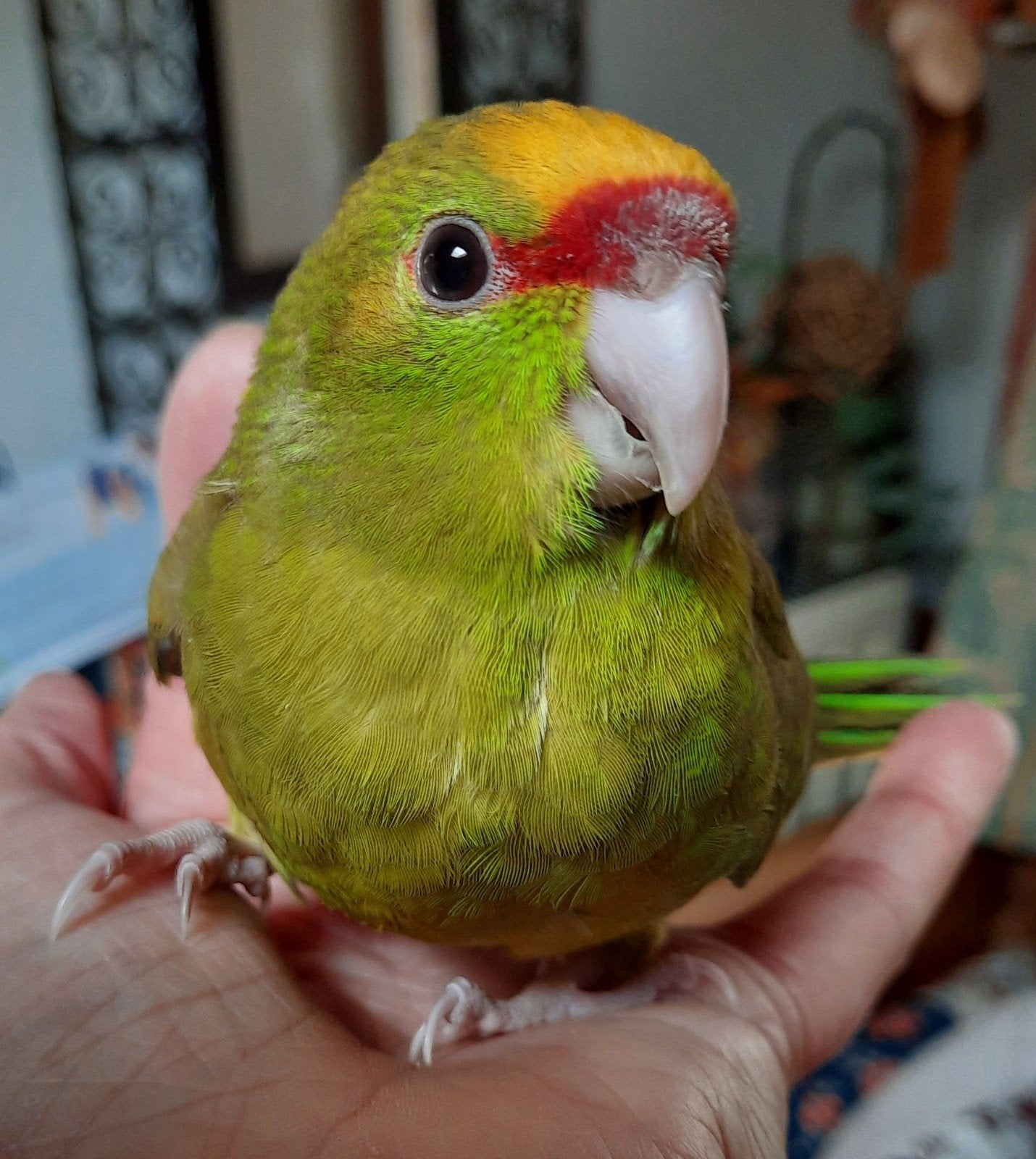 kakariki eam