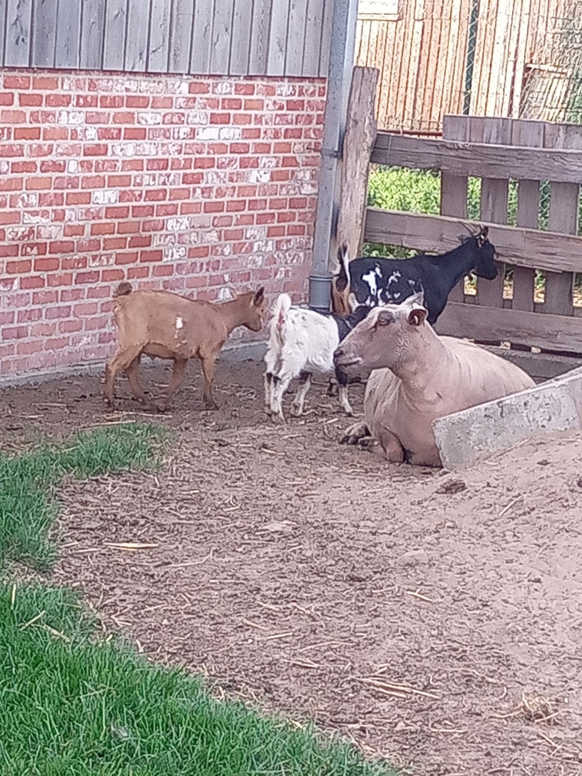Dwerggeitbokjes, miekes met lammeren, Dieren en Toebehoren, Schapen, Geiten en Varkens