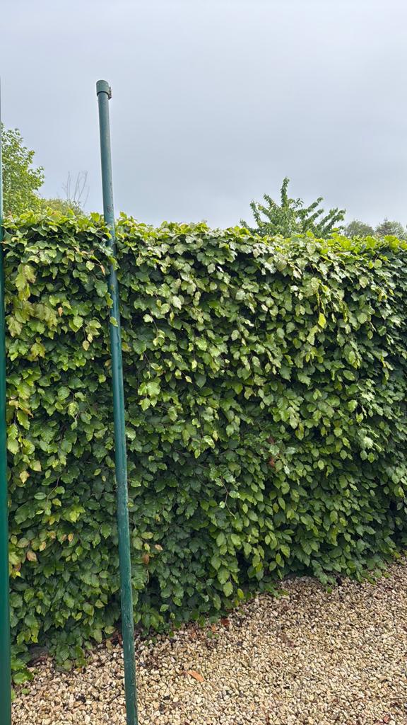 Betafence Bekarond paal 230, Tuin en Terras, Ophalen, IJzer