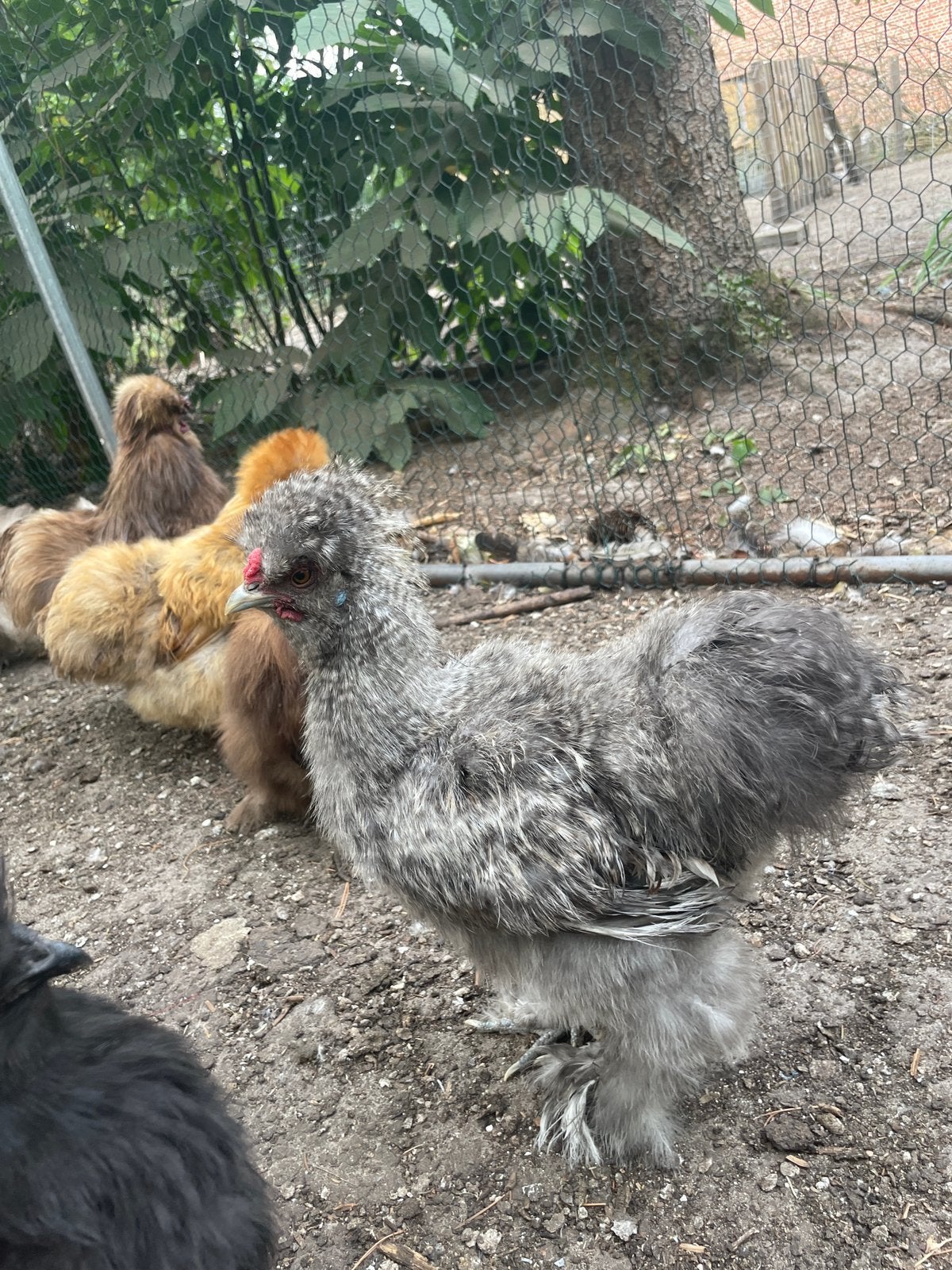 USA zijdehoen haan, Dieren en Toebehoren, Pluimvee, Mannelijk, Kip