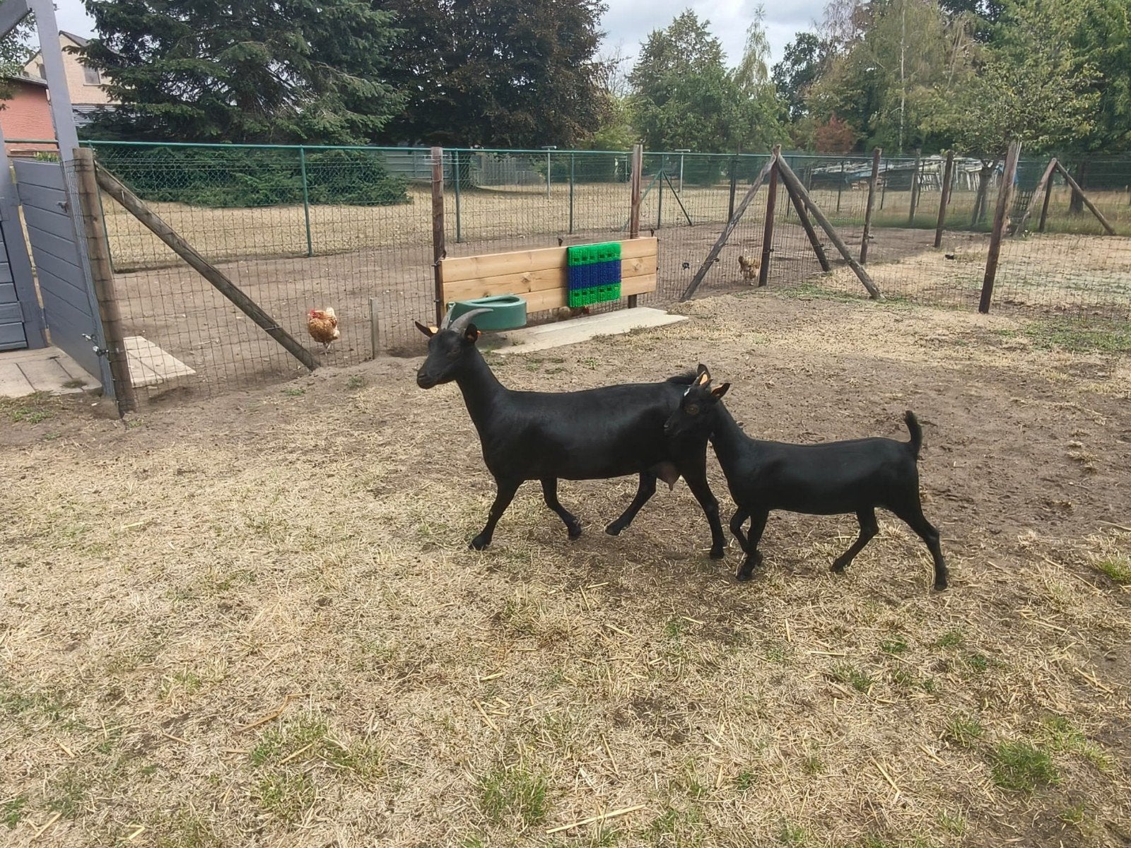 Dwerggeitjes te koop, Vrouwelijk, Geit, 0 tot 2 jaar