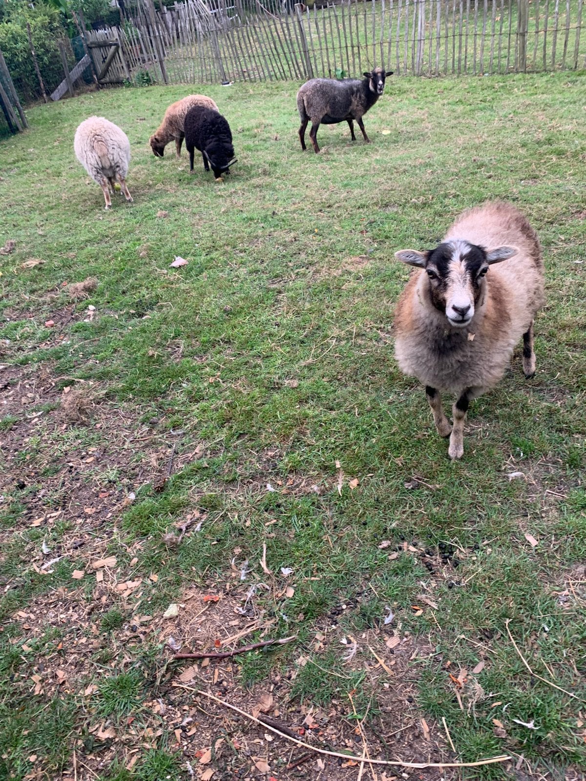 Ouessant ram lam, Dieren en Toebehoren, Schapen, Geiten en Varkens