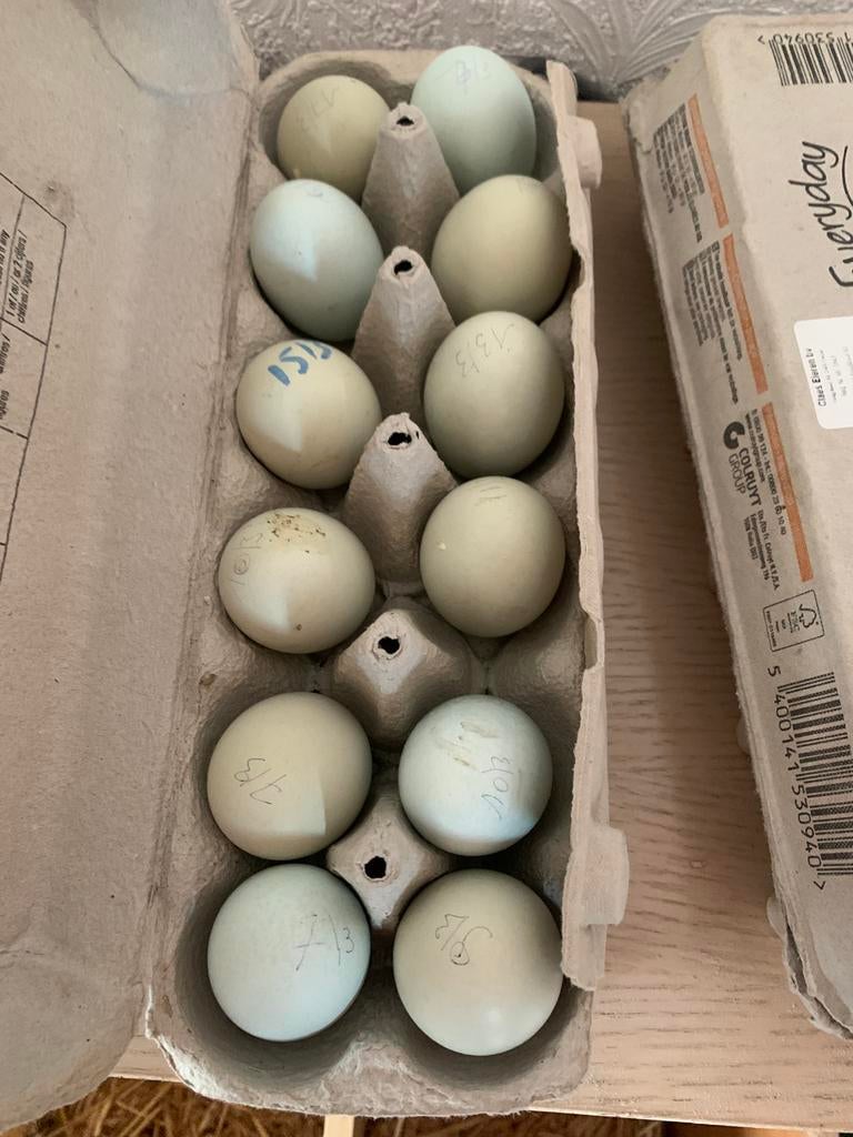 Broedeieren kleurleggers