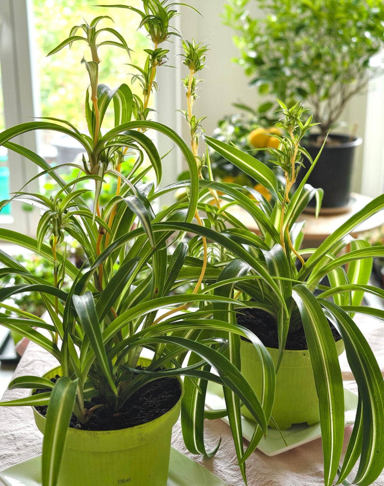 Chlorophytum comosum 'Bonnie', Enlèvement