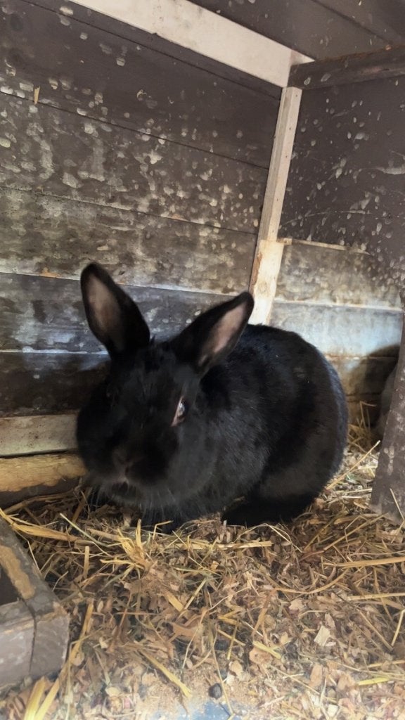 Koppel konijnen, Dieren en Toebehoren, Konijnen, Mannelijk