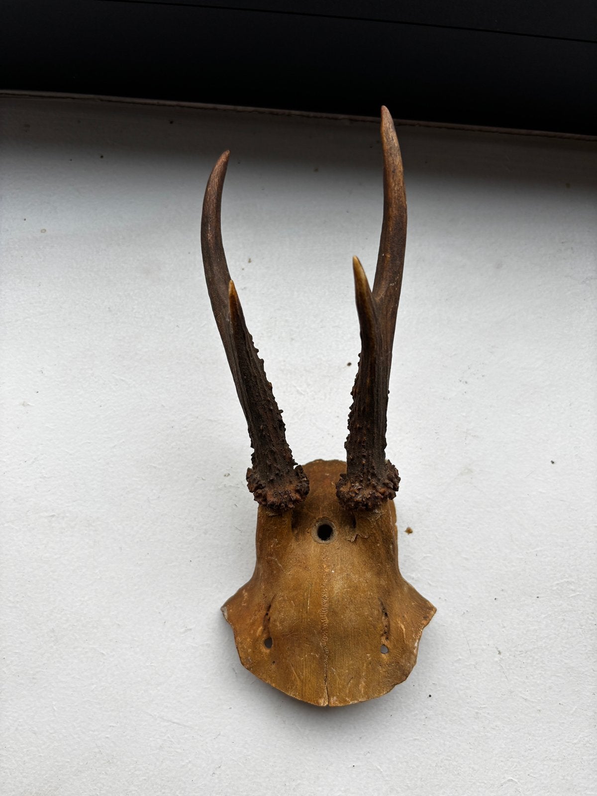 Hertengewei, Ophalen of Verzenden, Gebruikt, Hert, Gewei of Kop
