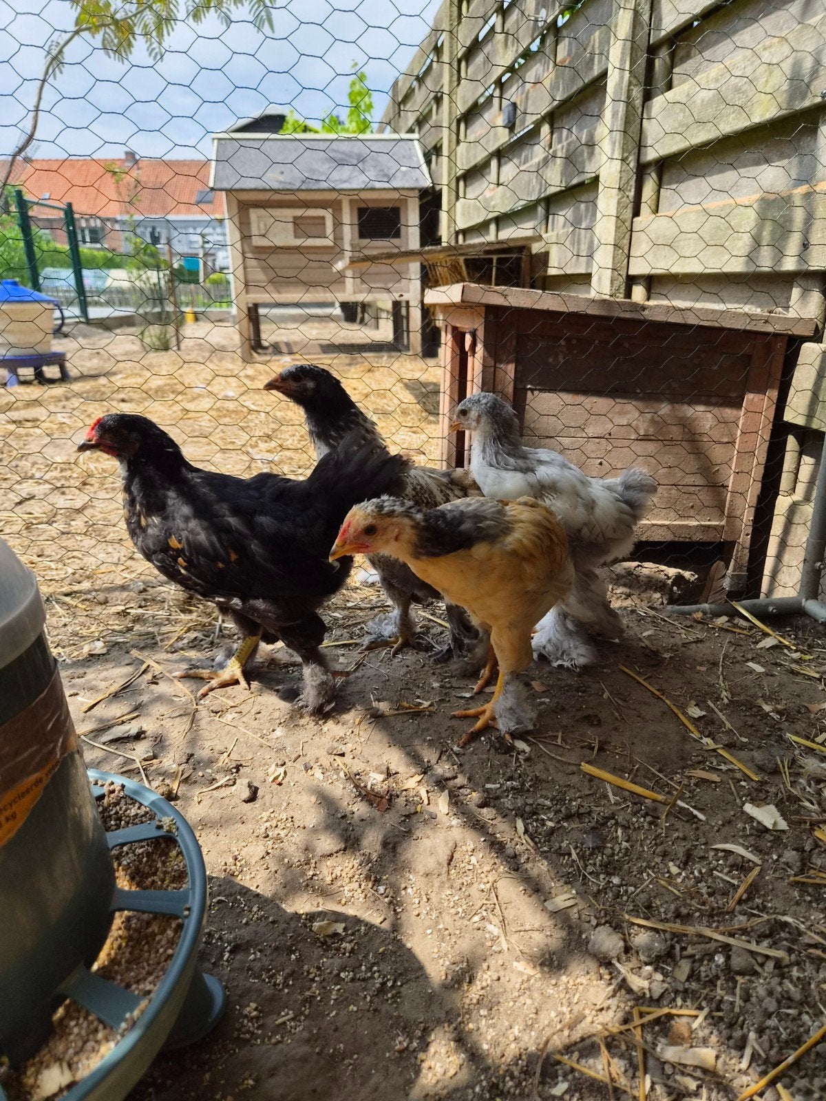 Brahma kuikens