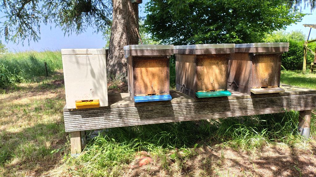 Bijenvolken dadant, Dieren en Toebehoren, Insecten en Spinnen, Bijen