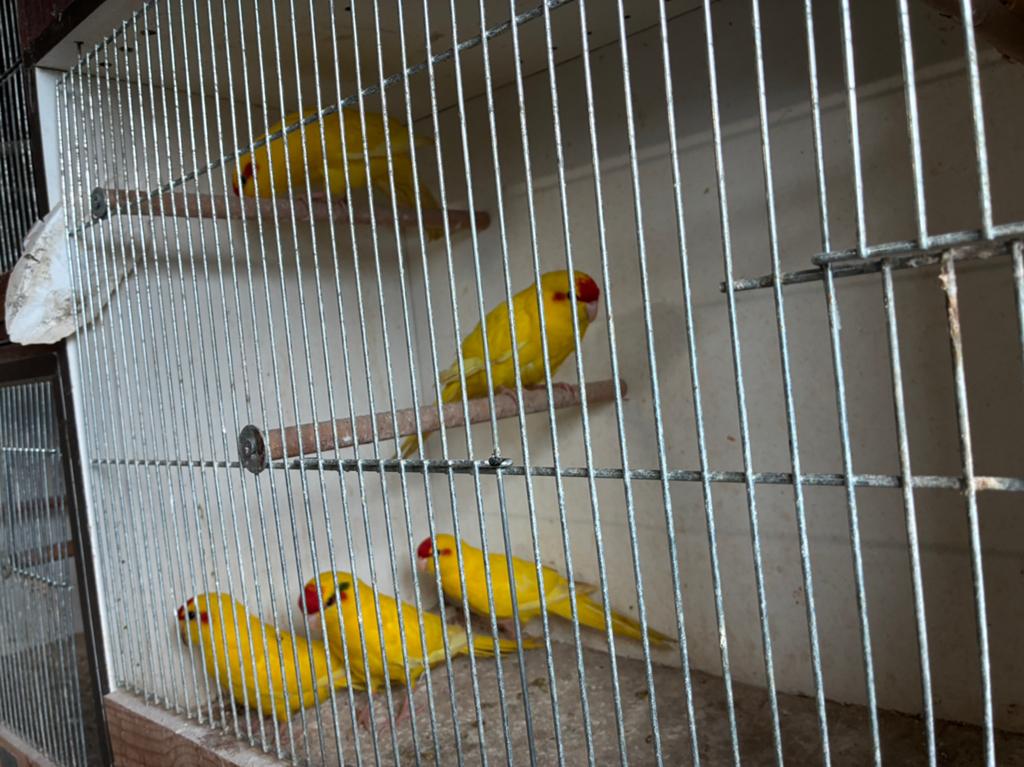 Kakariki lutino geel, Animaux & Accessoires, Bagué