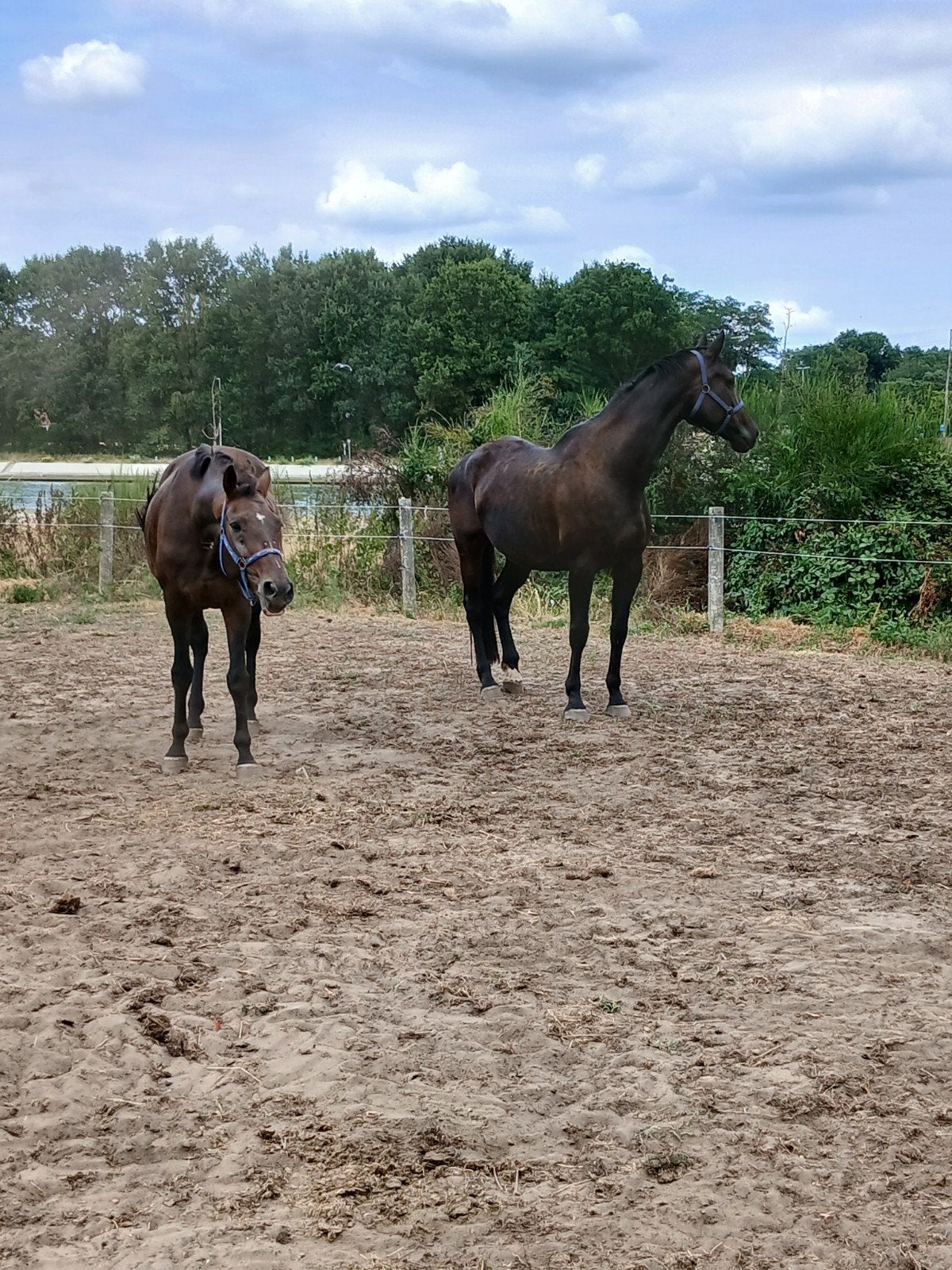 2 meries