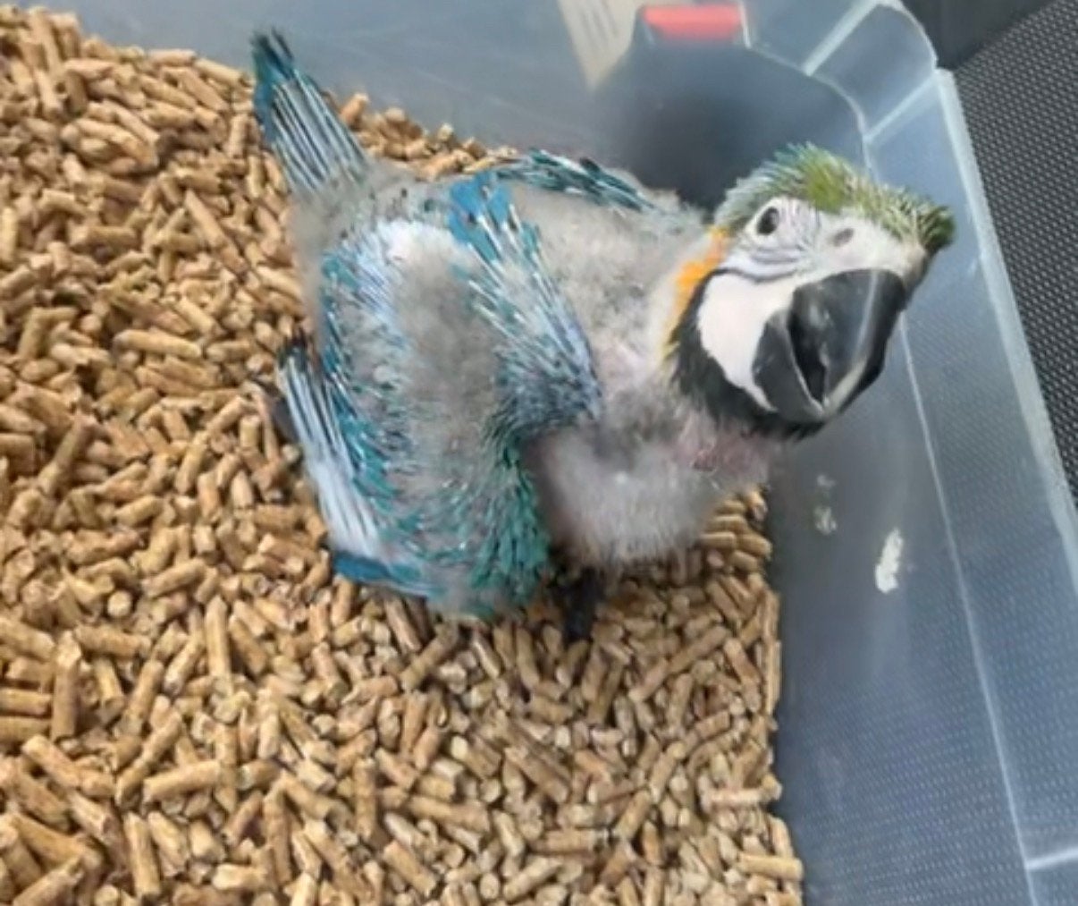 Perroquet ara eam, Dieren en Toebehoren, Overige Dieren, Mei, Geslacht onbekend