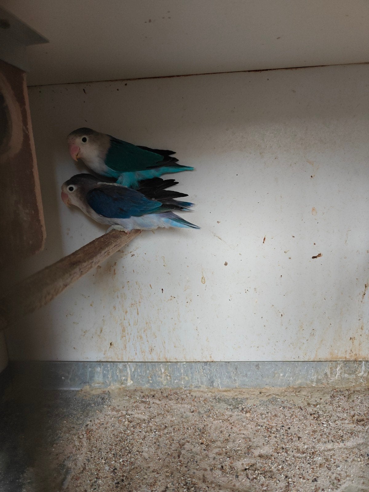 Agapornis fischeri dwergpapegaaien, Geslacht onbekend, Dwergpapegaai of Agapornis