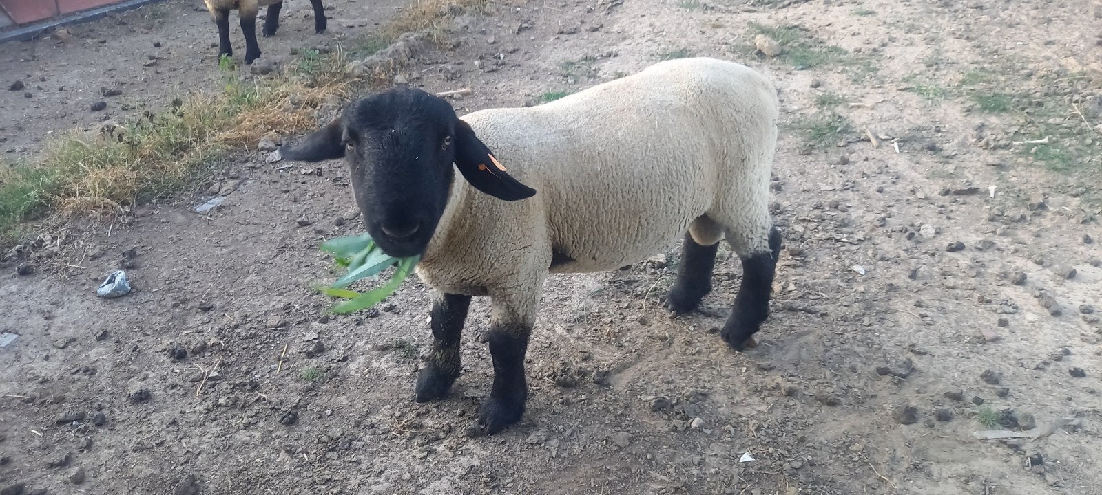 Suffolk jaarling dekram