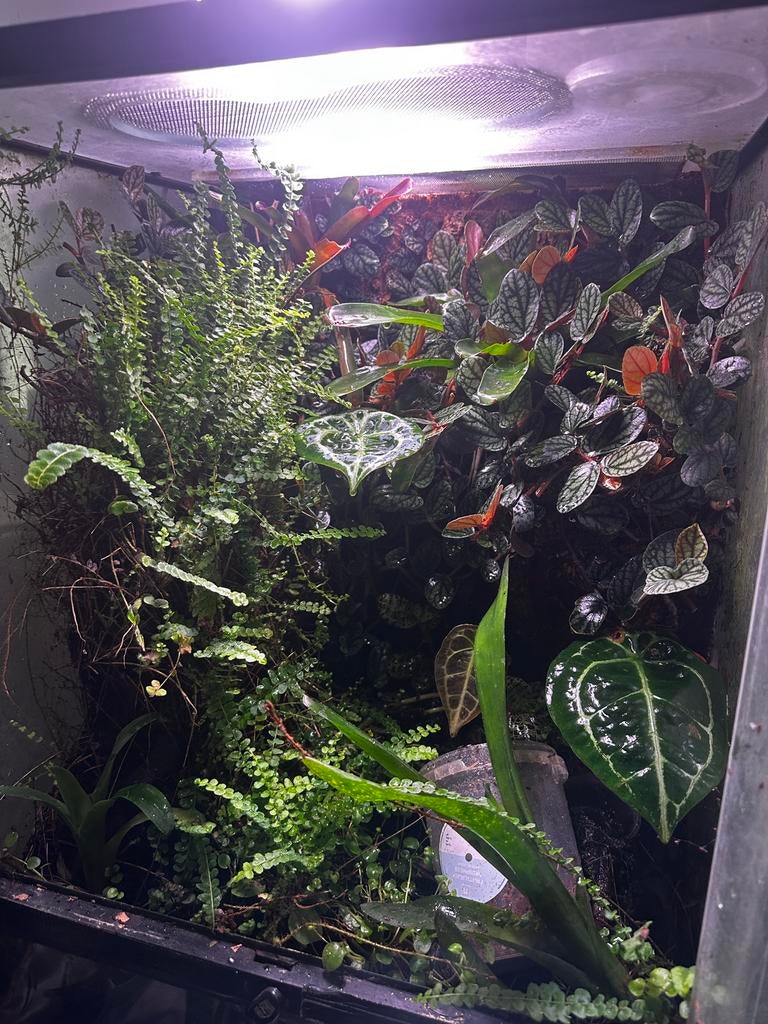 Terrarium a vendre, Enlèvement, Utilisé, Terrarium ou Paludarium