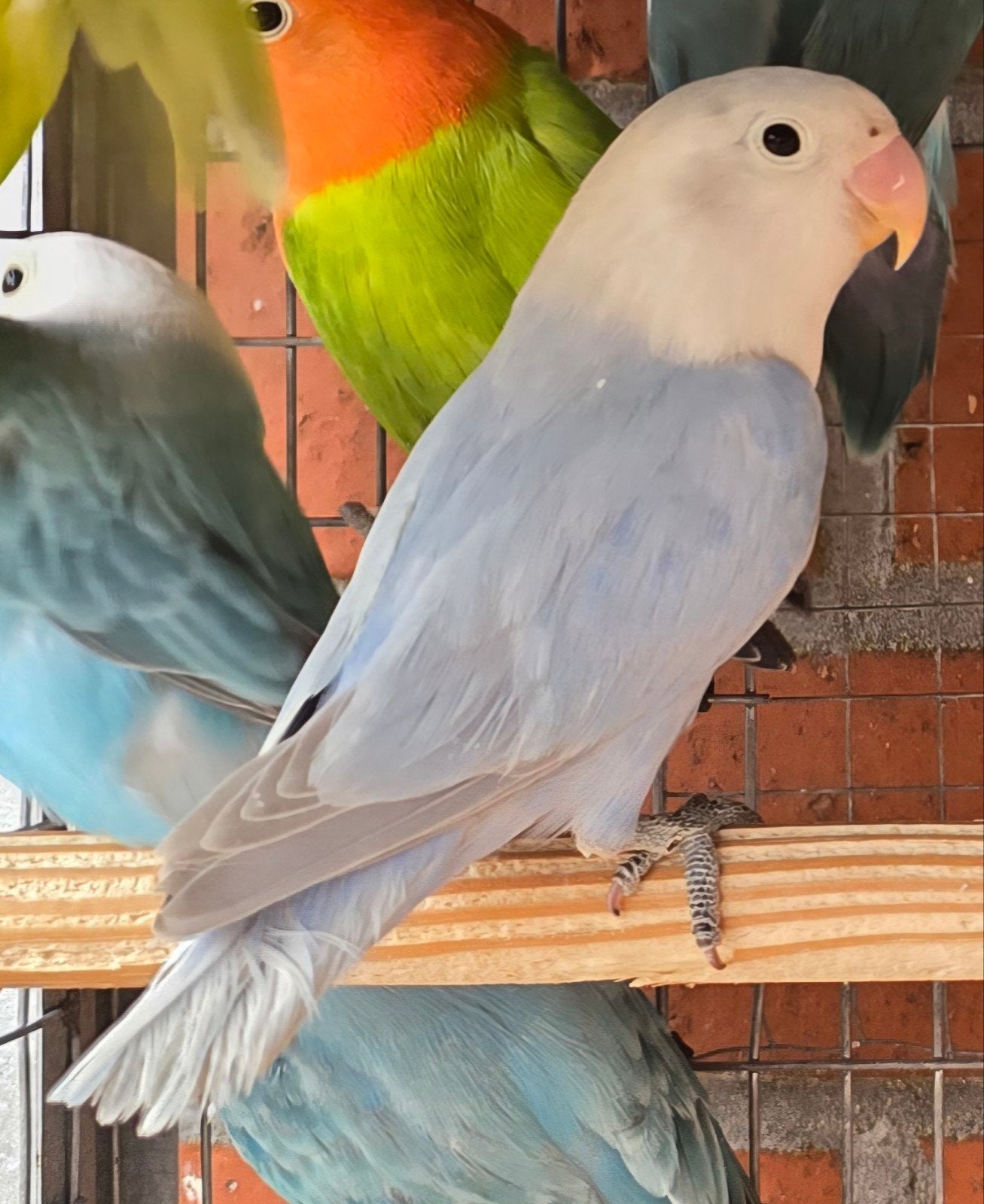 Blauwe Opaline Dilute Fischeri 2026, Sexe inconnu, Perroquet nain ou Inséparable, Bagué