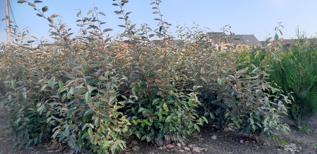 Elaeagnus Ebbingei = Zilverbes / Olijfwilg, Tuin en Terras, Ophalen