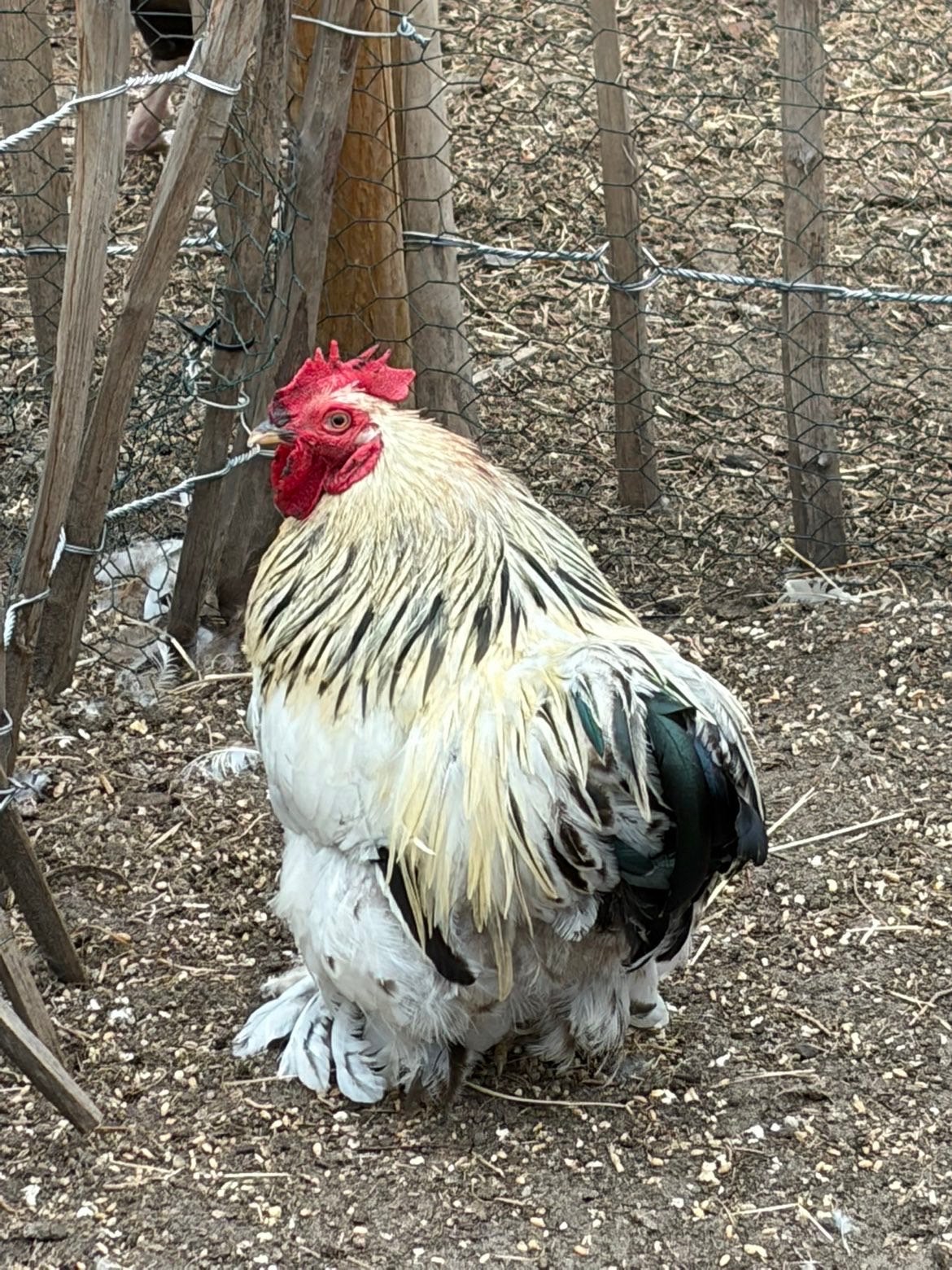 Hanen, Mâle, Poule ou poulet