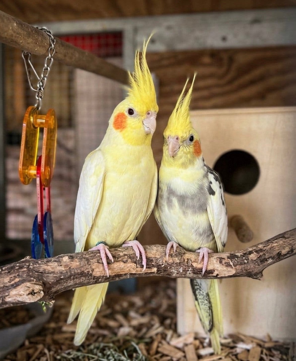 Couple Calopsitte reproducteur, Animaux & Accessoires