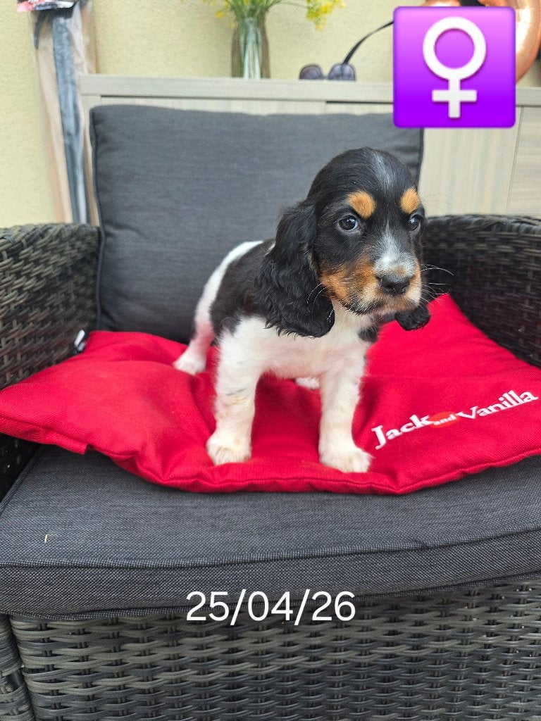 mooie engelse cocker pups, Dieren en Toebehoren, Honden | Retrievers, Spaniëls en Waterhonden, Parvo, België, 8 tot 15 weken, Meerdere