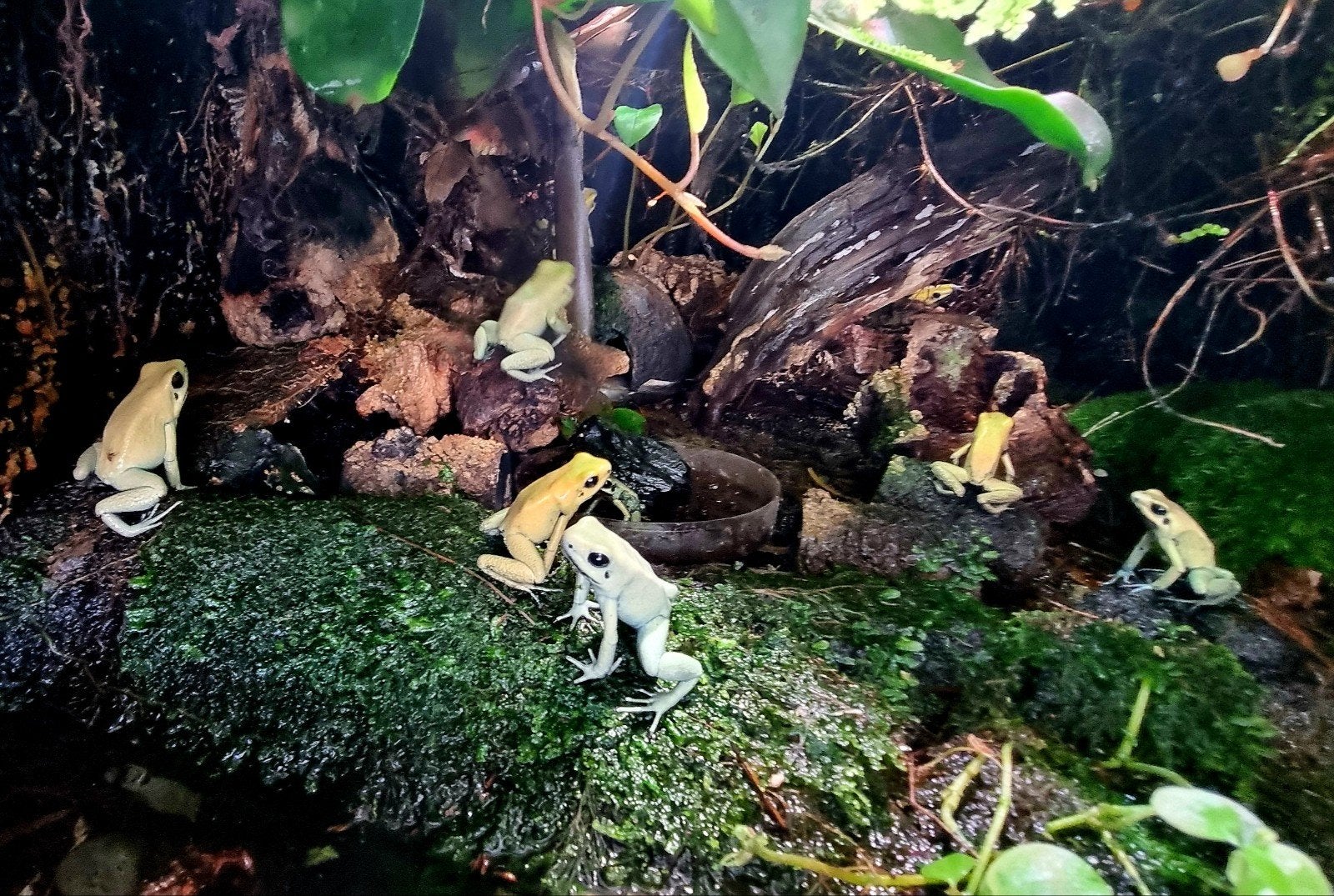 Phyllobates Terribils Mint, Animaux & Accessoires, Amphibien, Domestique, 0 à 2 ans