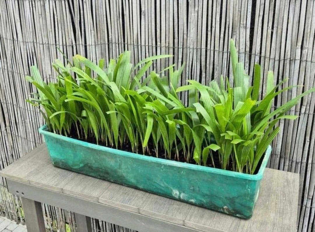ACTIE: Zaailingen winterharde palmboom Trachycarpus Fortunei, Tuin en Terras, Planten | Bomen, Ophalen, Palmboom
