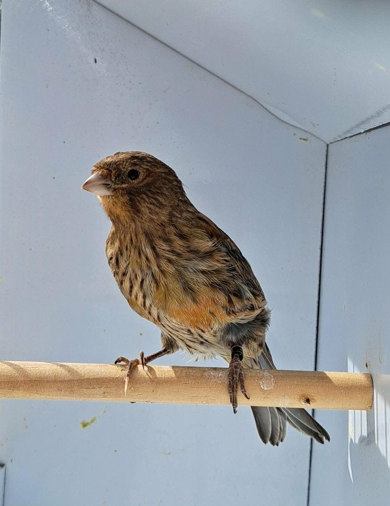 Kanarie, Dieren en Toebehoren, Mannelijk, Kleurkanarie