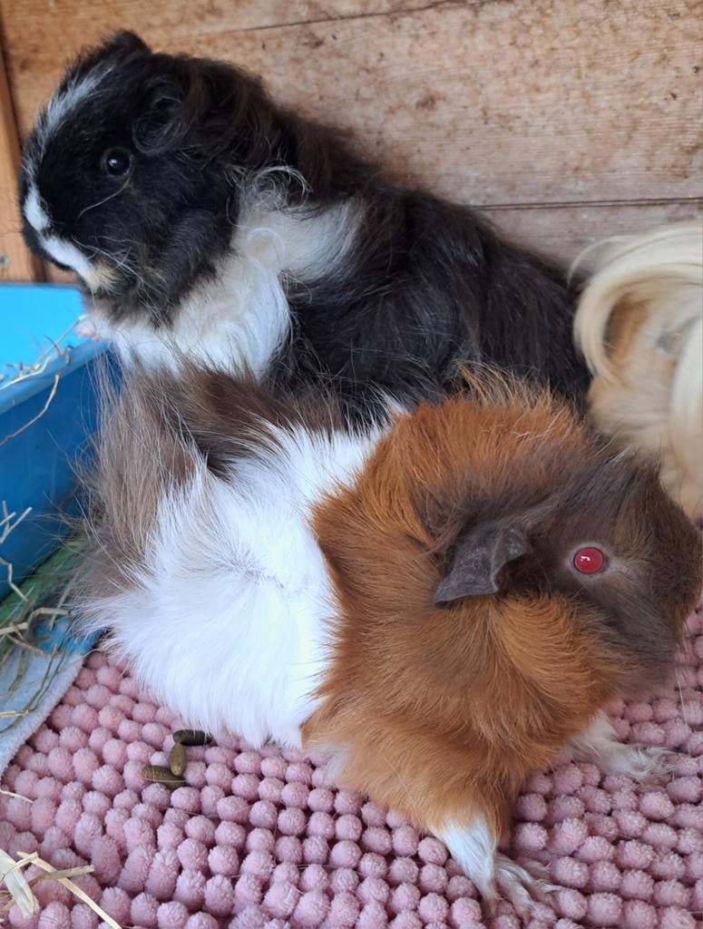 2 tamme zeugjes zoeken thuis, Février, Domestique, Cobaye, Femelle