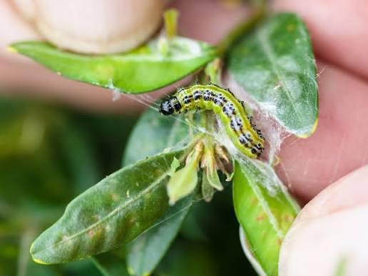 Buxusmot ? Juiste product en advies 35 j ervaring !, Tuin en Terras, Ophalen