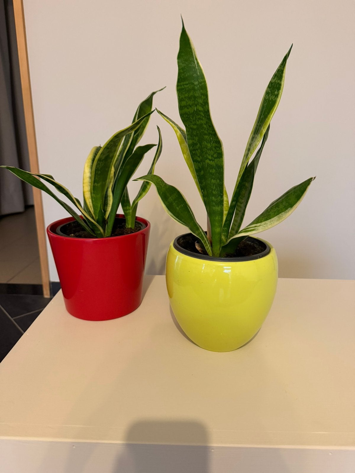 2 planten + potten, Maison & Meubles, Enlèvement