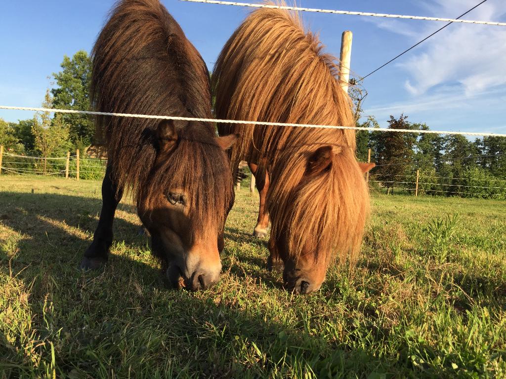 2 shetlandponies - uitsluitend samen naar nieuw huis, M, Poney de récréation, Étalon, 7 à 10 ans