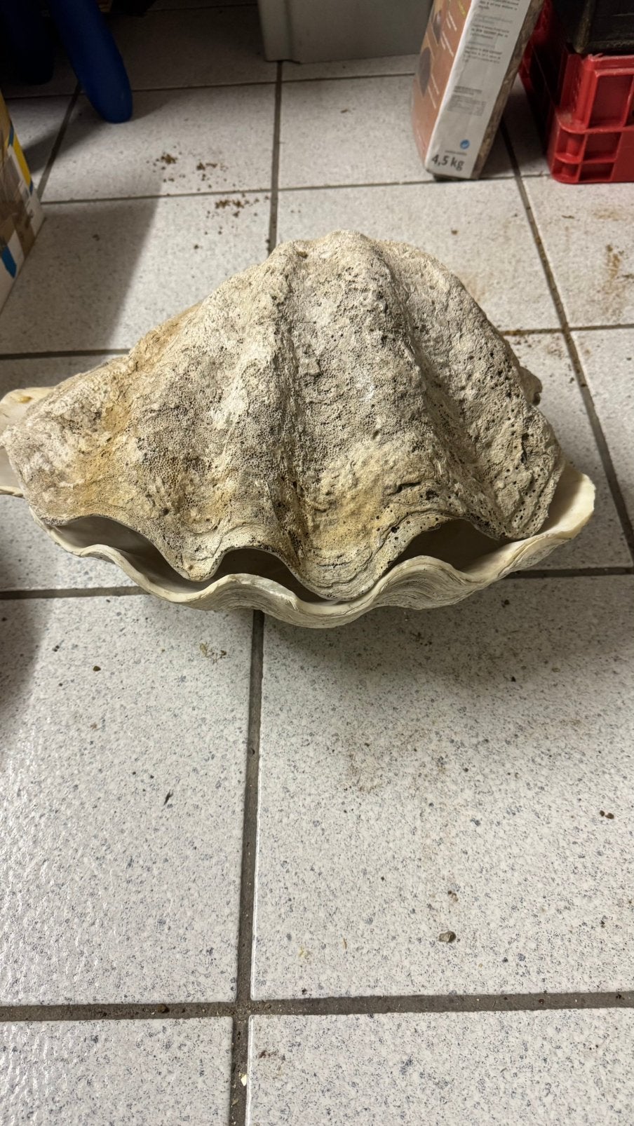 Coquille baptismale, Enlèvement ou Envoi