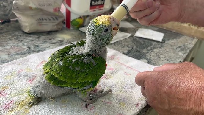 Perroquet amazonien à double tête jaune, Mâle, Perroquet, Domestique