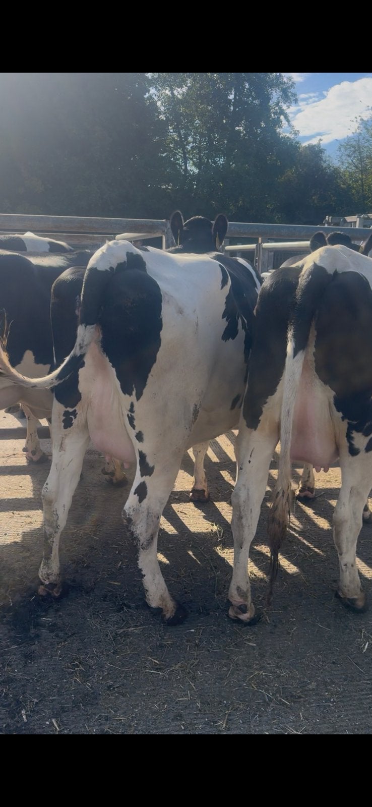 10 Drachtige holstein vaarzen